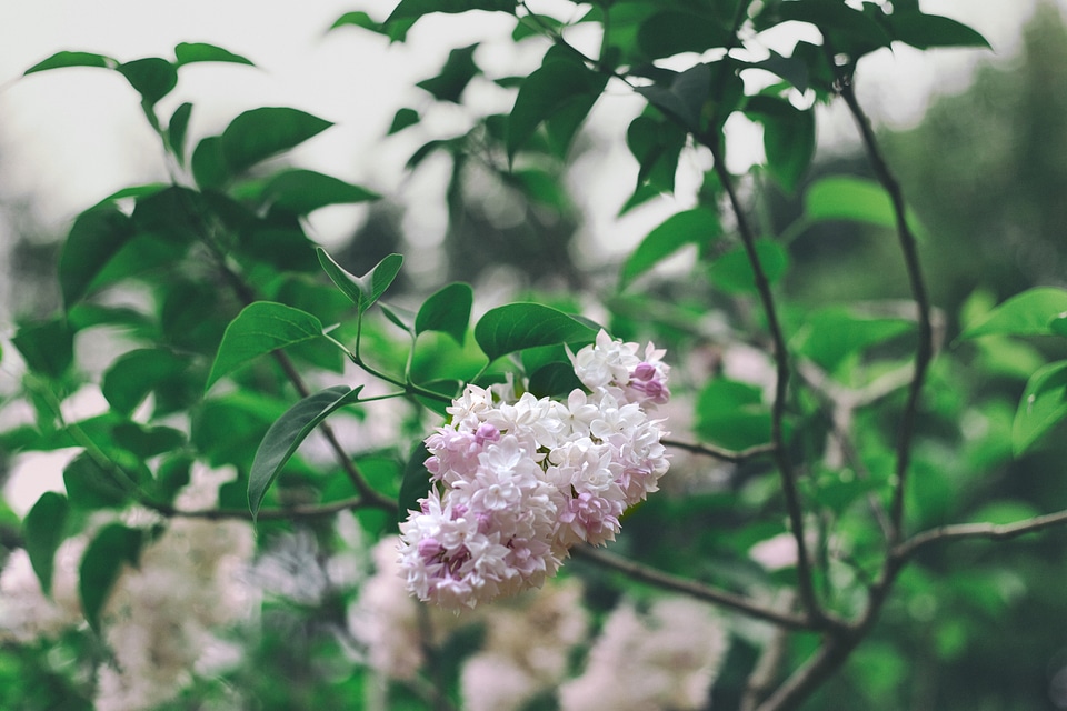 Beautiful Pink Flowers
