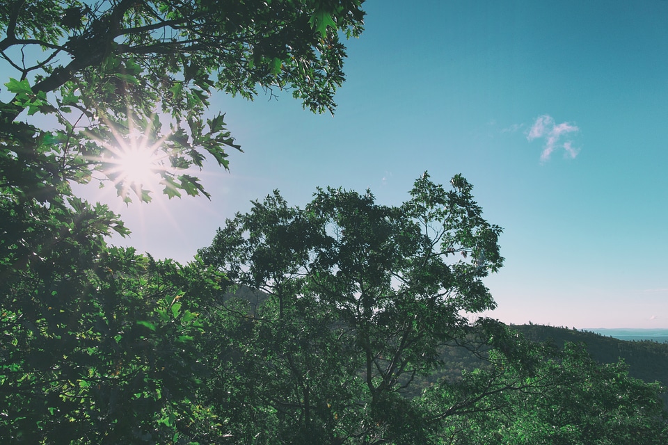 Blue Sky and Green Trees