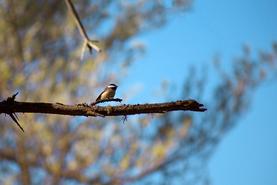 Bird on a Branch photo