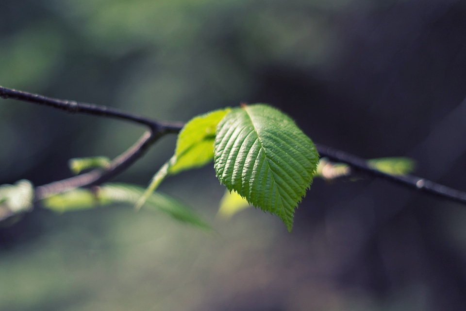 Green Leaf Close Up