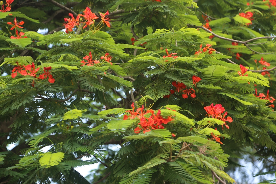 Green Tree with Red Blooms photo