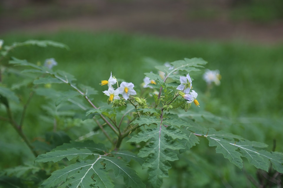 Small White Flowers