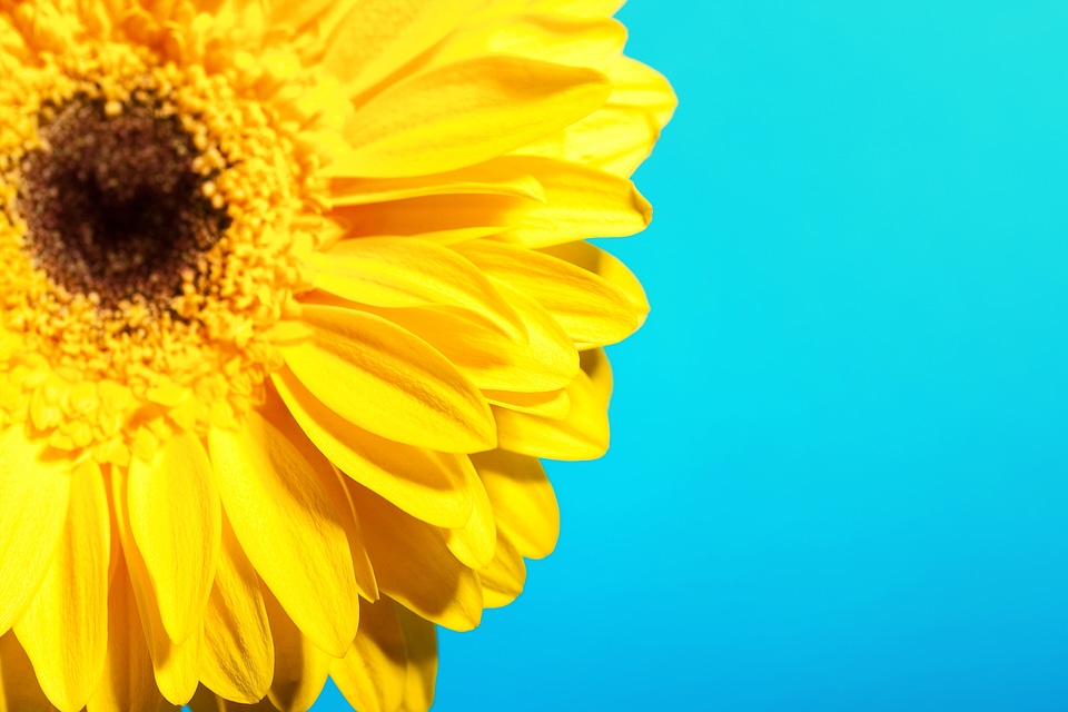 Yellow Beautiful Flower