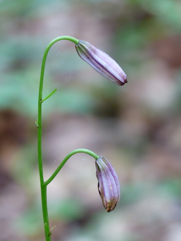 Filigree lilium martagon turk's cap lily lily