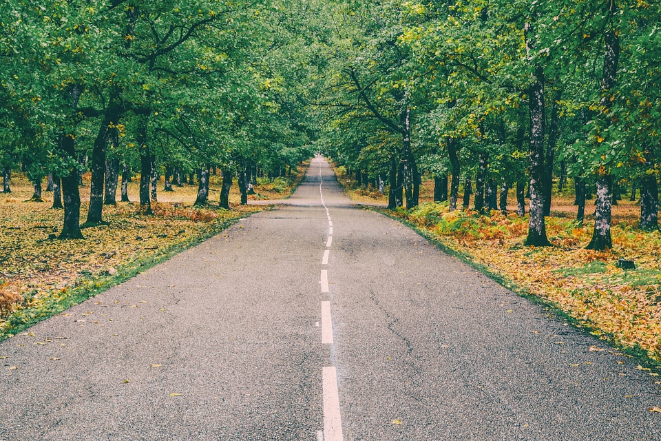 Asphalt Road in the Forest with Trees on both Sides photo