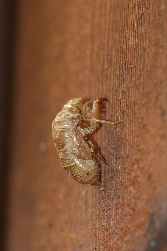Exoskeleton bug wildlife