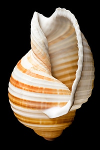 Seashell on Black photo