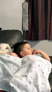 Child watching TV with his dog photo