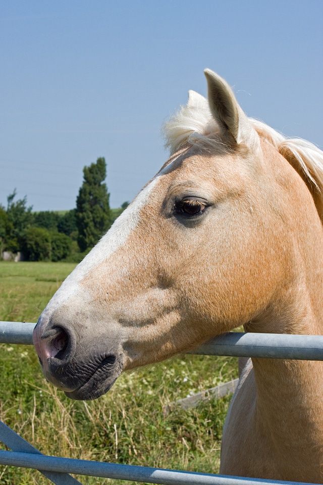 Pony equine beautiful