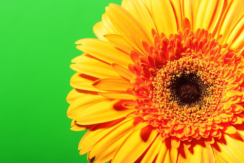 Yellow Gerbera Flower