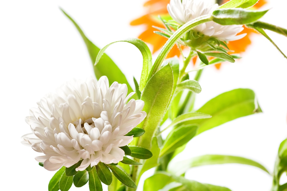 Fresh Beautiful Flowers on White