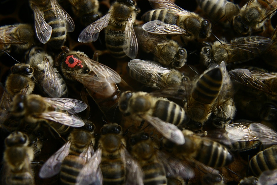 Honey bees honeycomb queen photo