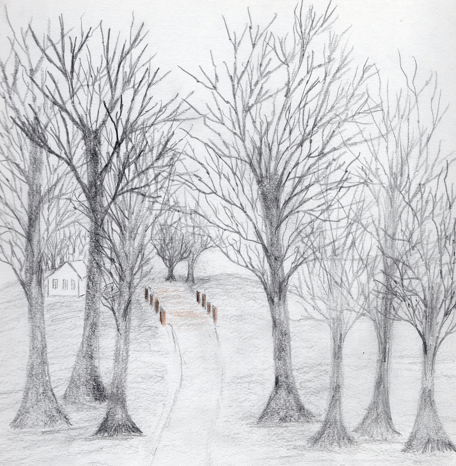 Hand drawn art of trees