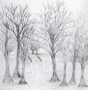 Hand drawn art of trees photo