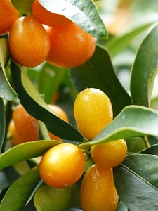 Leaves fruits fruit