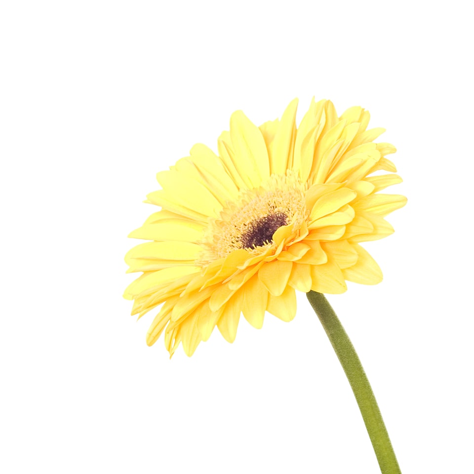 Yellow Isolated Flower