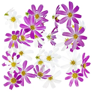 Purple and White Flower Background photo