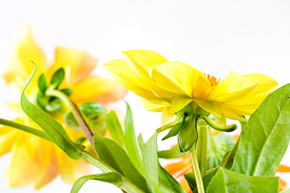 Yellow Summer Flowers