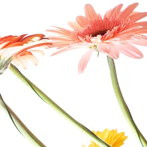 Pink Flowers on White