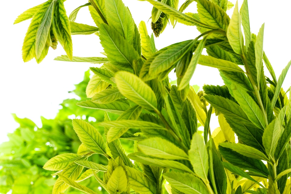 Green Leaves Close-up