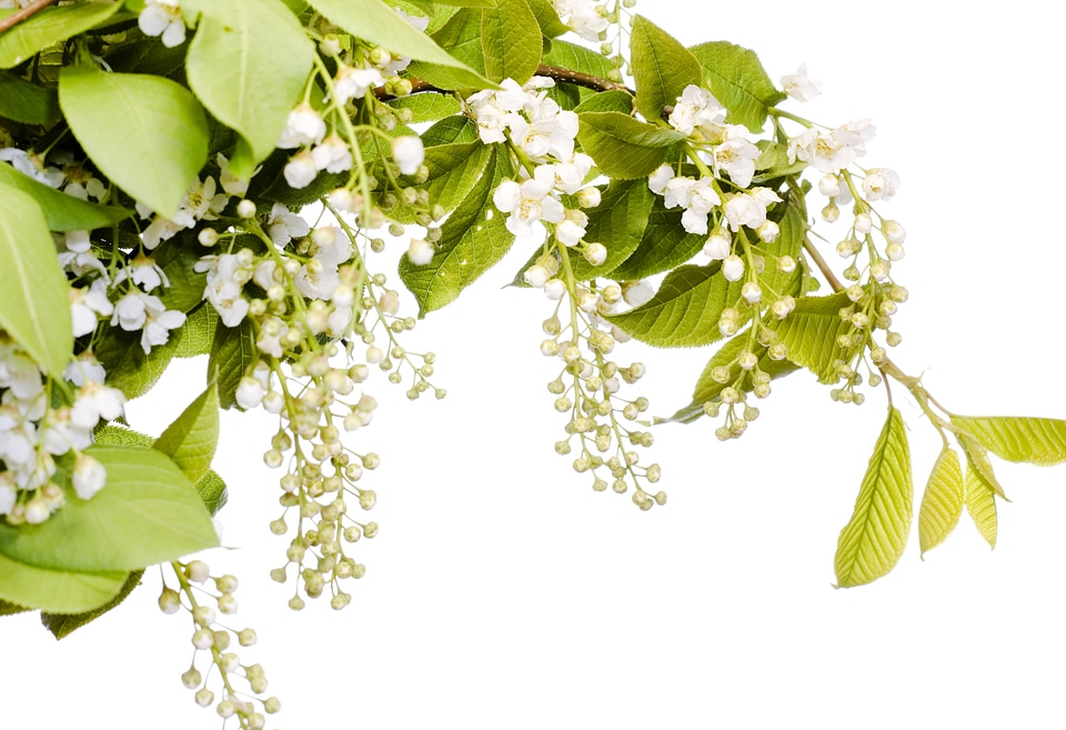 Beautiful Spring Flowers