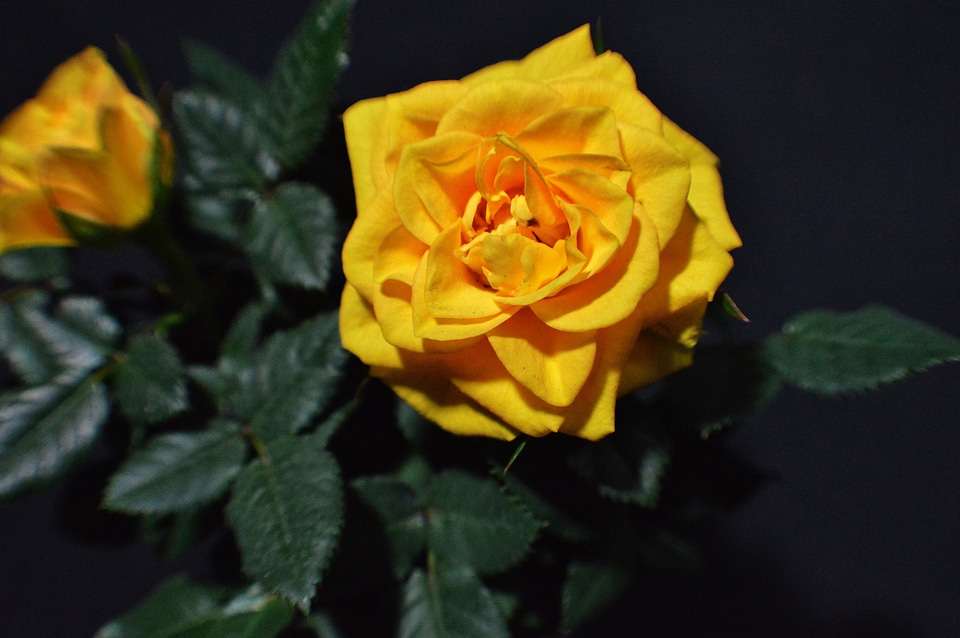 Pot rose nature flower
