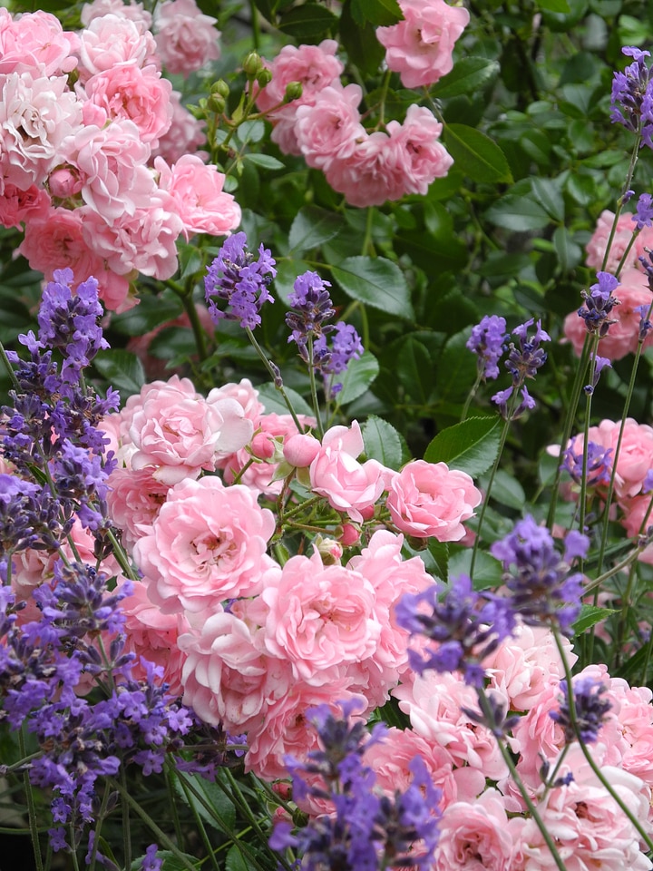 Plant spring bloom