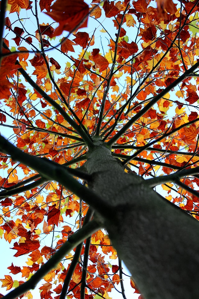 Trees nature leaves