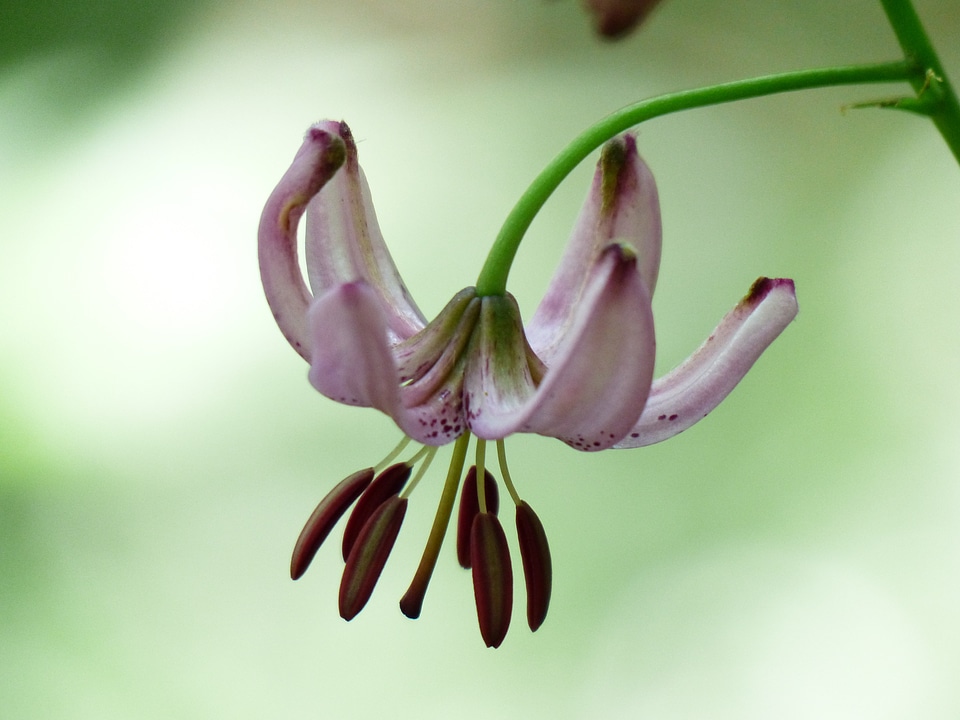 Pink filigree inflorescence