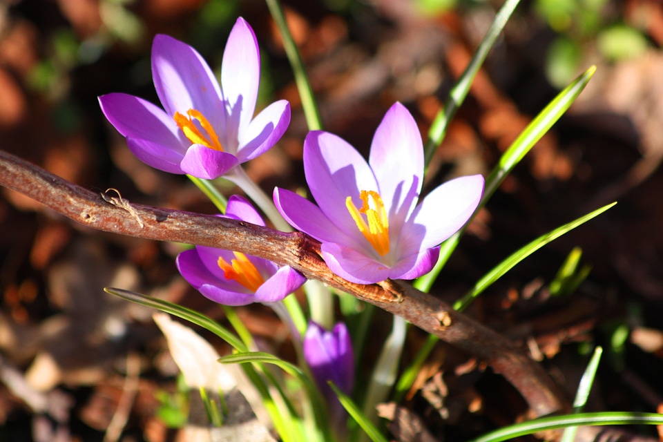 Flowers bloom plant