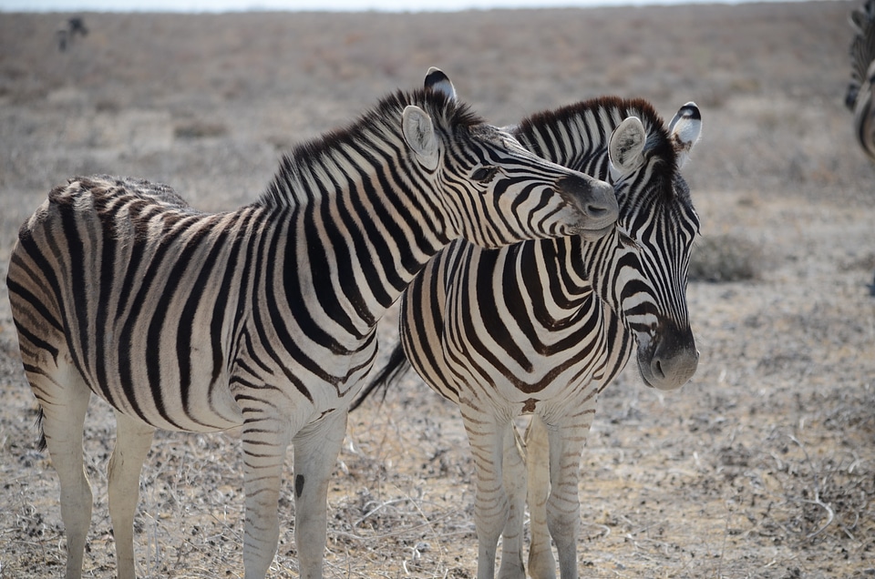 Safari animal animal world