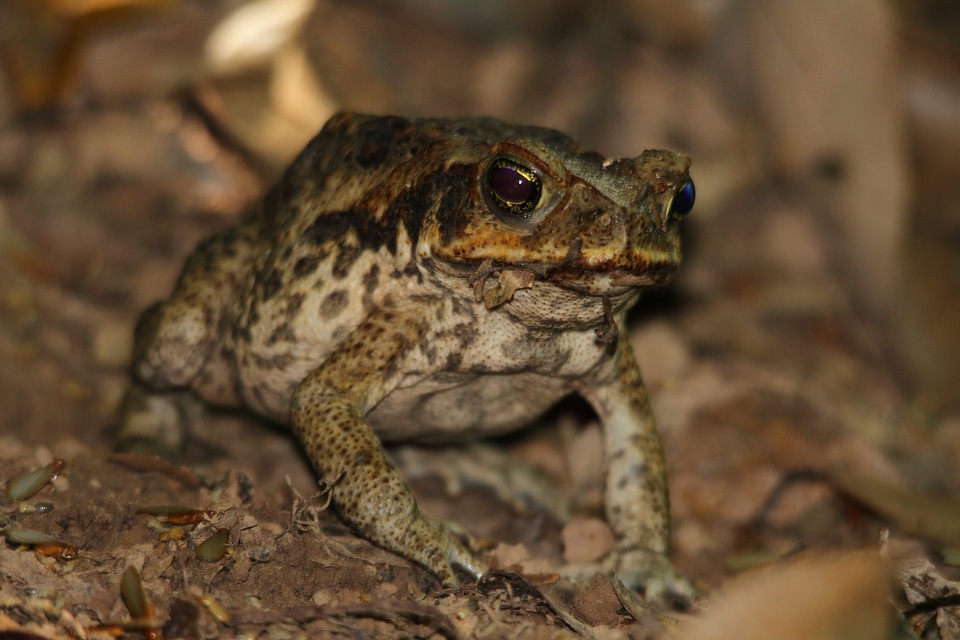 Animal amphibian green