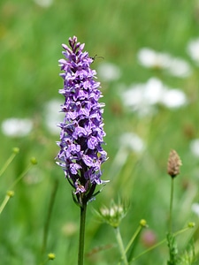 Blossom bloom purple
