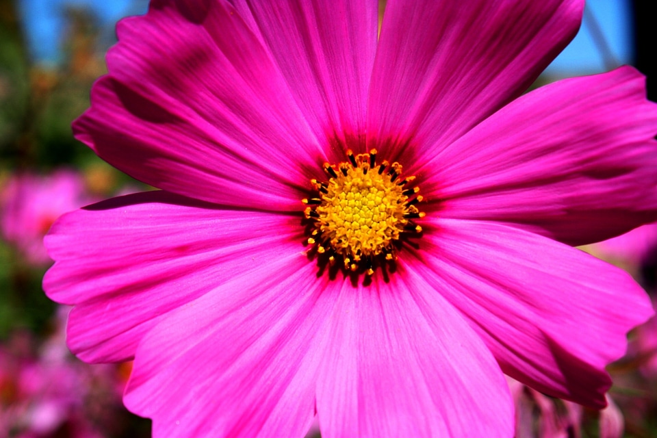 Composites cosmea bipinnata violet