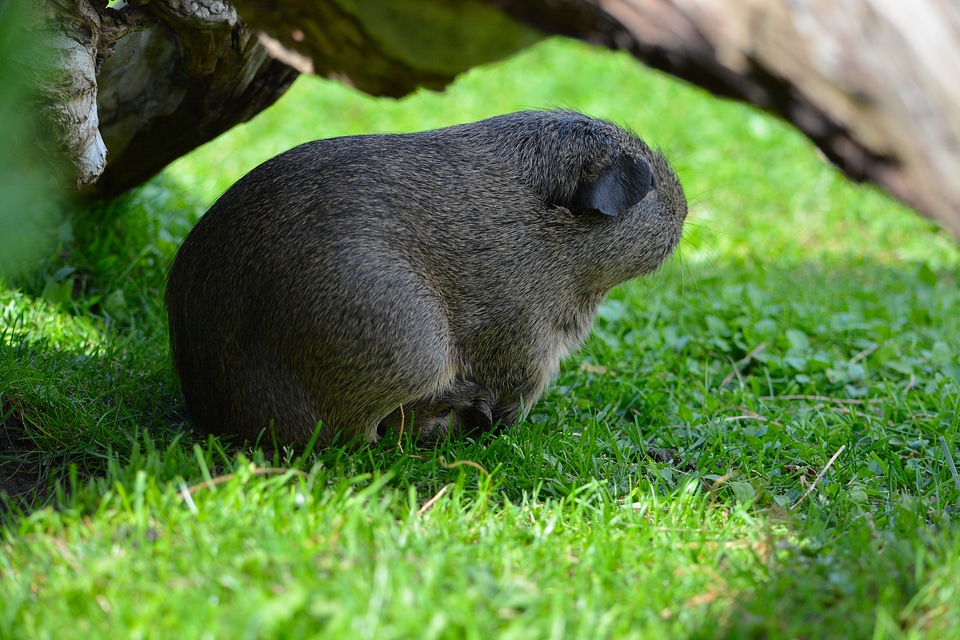 Guinea pig pet nager