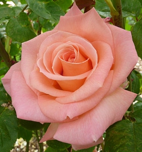 Summer bloom fragrance