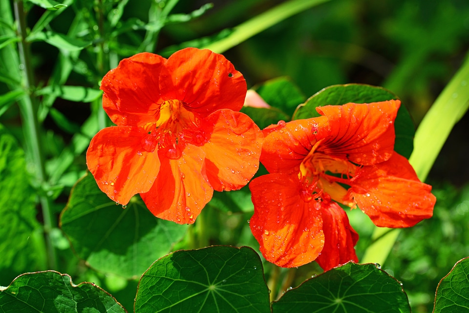 Common edible annual
