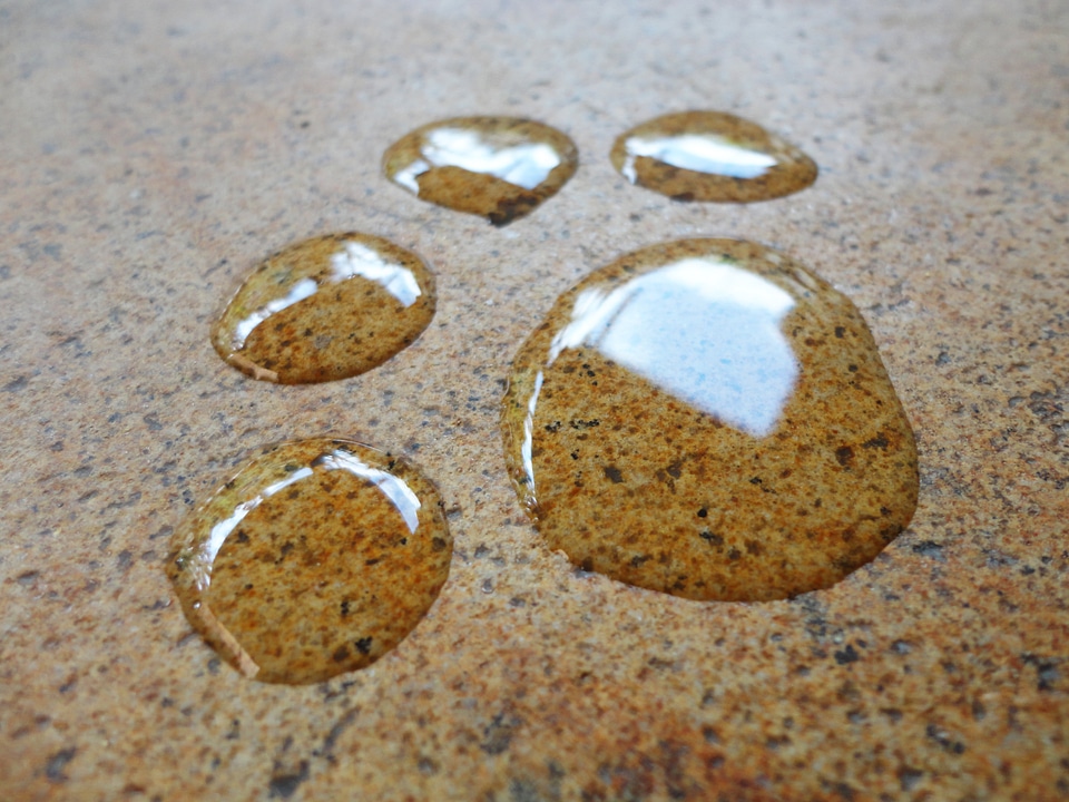Paw animal foot water hand drawn
