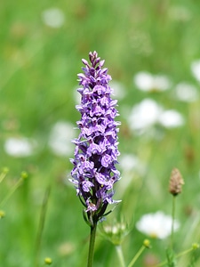 Blossom bloom purple