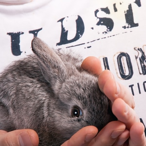 rabbit photo