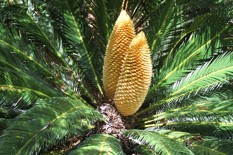 Blossom foliage garden