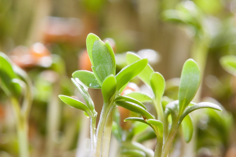 Fresh germs embryophyta germ leaves