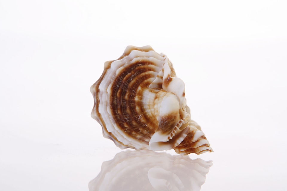 Seashell photo