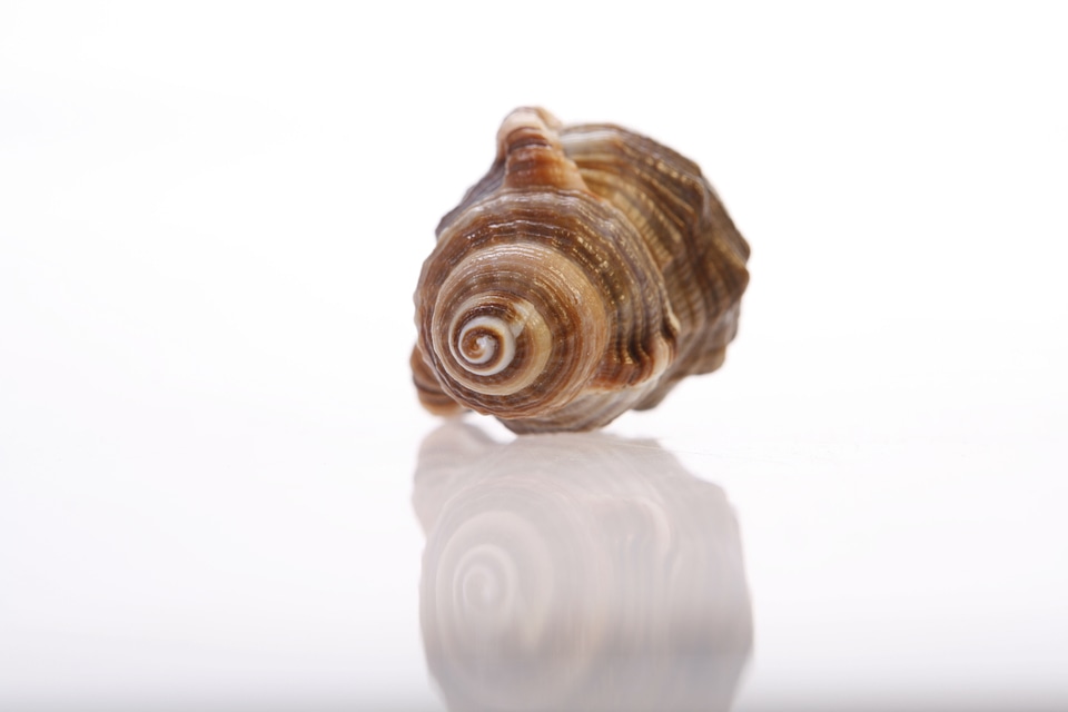 Seashell photo