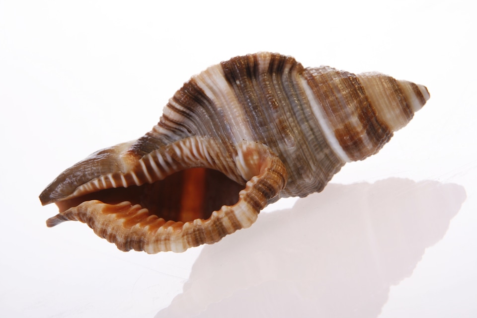 Seashell photo