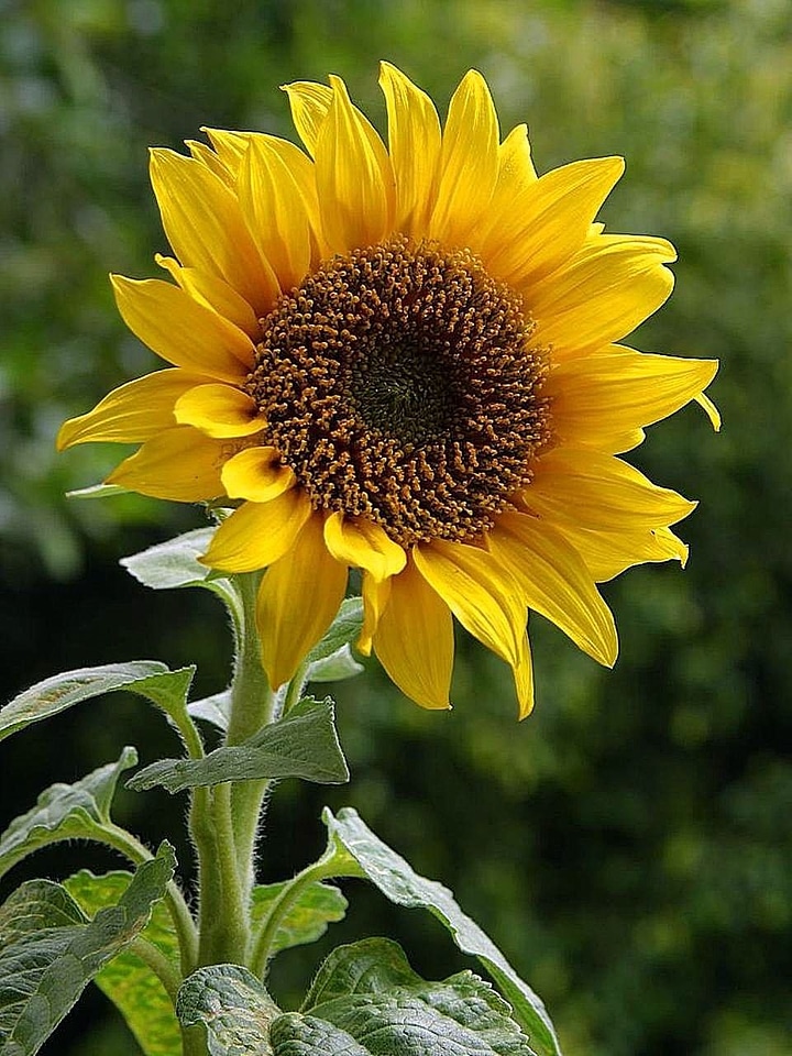 Yellow plant leaves