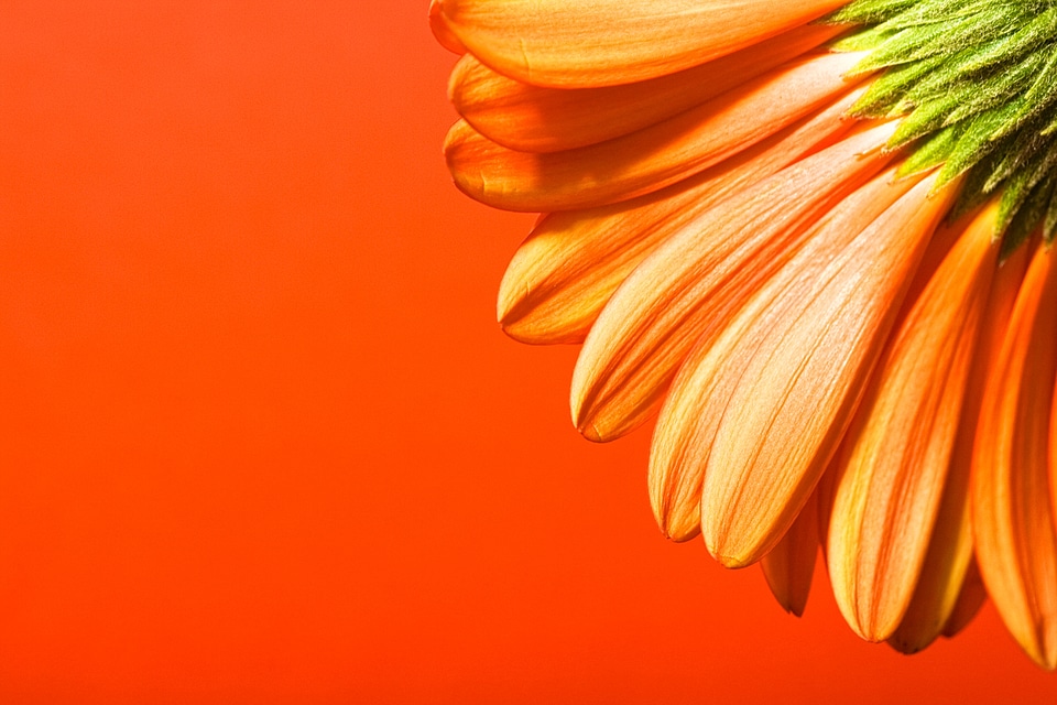 Beautiful Flower on Orange Background