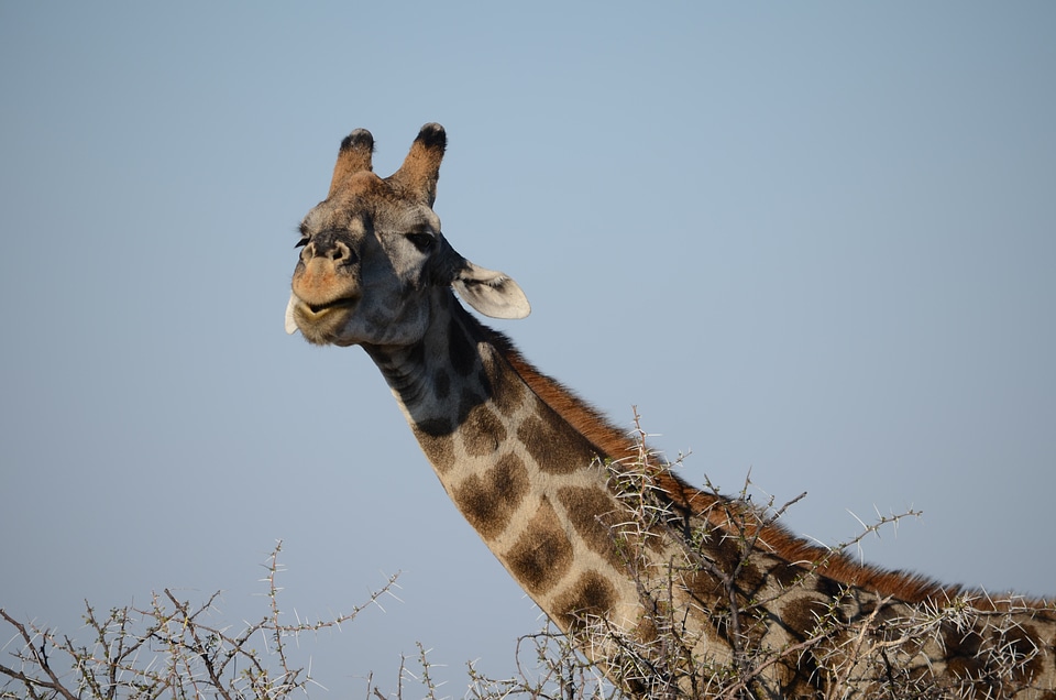 Safari animals africa