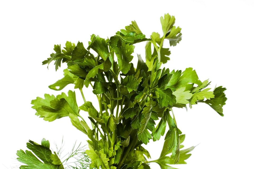 Plant