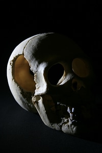 Skull